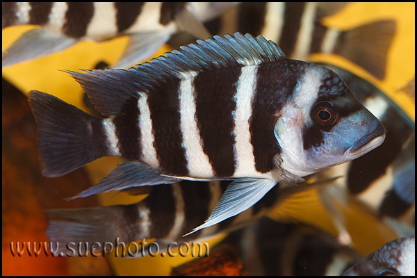 Cyphotilapia gibberosa 'Mikula'